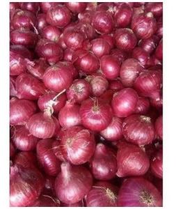 50mm A Grade Red Onion
