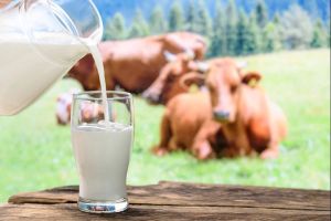 Fresh Cow Milk