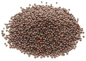Brown Mustard Seeds