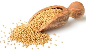 Yellow Mustard Seeds