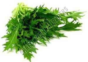 A Grade Fresh Mizuna Lettuce