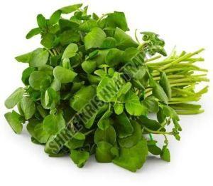 A Grade Fresh Watercress Leaves