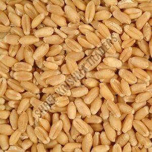 A Grade Wheat Grain
