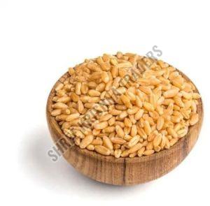 Durum Wheat Grain