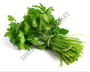 Fresh Coriander Leaves