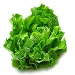 Fresh Green Lettuce