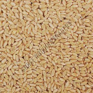 Lokwan Wheat Grain