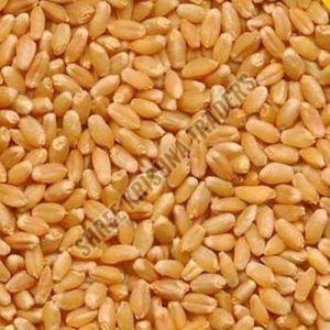 Sharbati Wheat Grain
