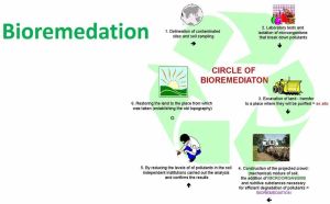 Bio Remediation Culture