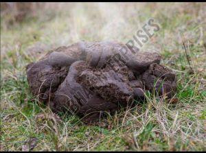 Wet Cow Dung