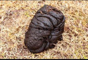 Wet Cow Dung