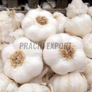 Fresh White Garlic
