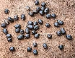 Goat Manure
