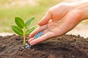 Organic Fertilizer