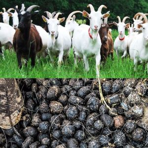 Organic Goat Manure