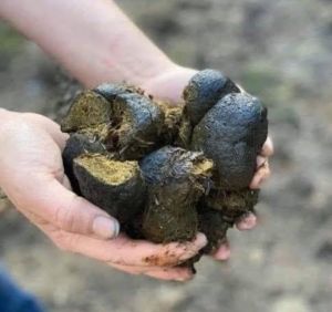 Pure Desi Cow Dung