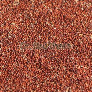 Finger Millet Seeds