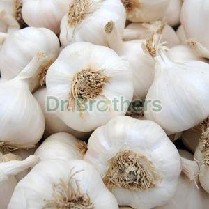 Fresh Garlic