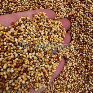 Mixed Millet Seeds