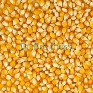 Natural Yellow Maize Seeds