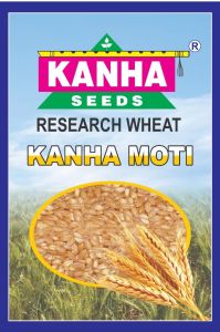Kanha Moti Research Wheat Seed