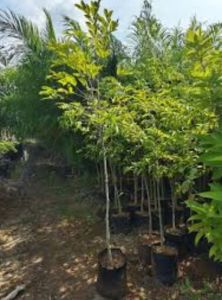 Agarwood Plants
