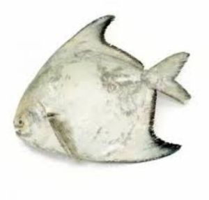 Chinese Pomfret Fish