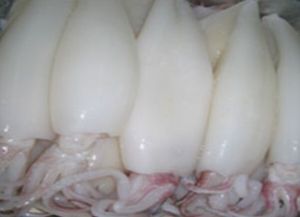 Cleaned Squid Fish