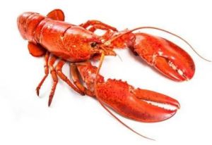 Fresh Big Lobster