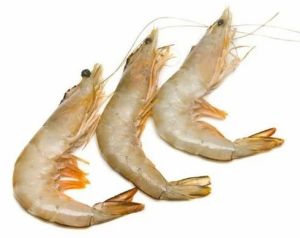 Fresh Prawns Seeds