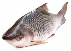Fresh Rohu Fish