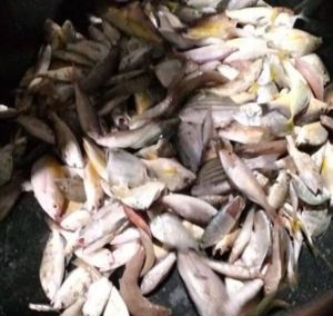 Fresh Seafood Mix