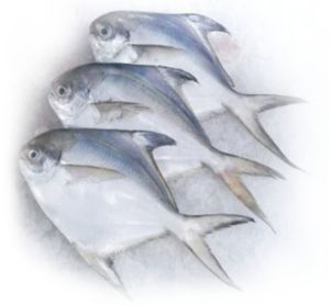 Fresh Silver Pomfret Fish