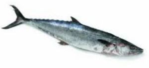 Fresh Surmai Fish