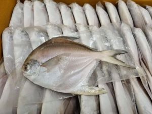Frozen Pomfret Fish