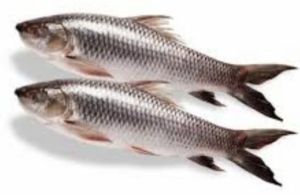 Frozen Rohu Fish