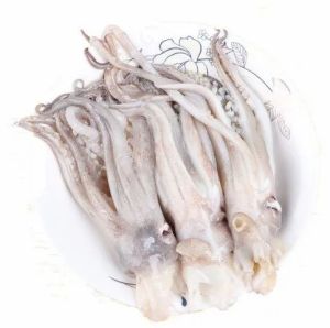 Frozen Squid Fish