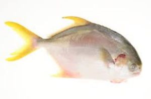Golden Pomfret Fish