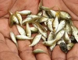 Golden Pomfret Fish Seeds