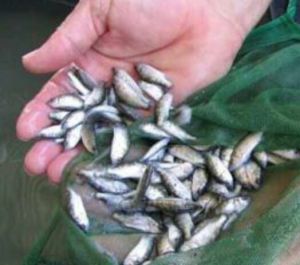 Hatchery Fish Seeds
