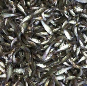 Mixed Fish Seeds