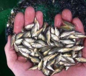 Pomfret Fish Seeds