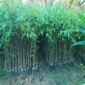 Red Agarwood Plants