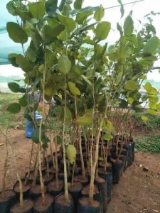 Red Sandalwood Plant