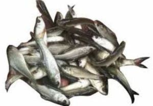 Rohu Fish Seeds