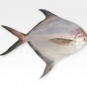Silver Pomfret Fish