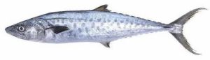 Surmai King Fish