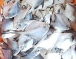 White Pomfret Fish