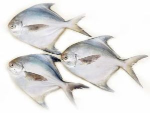 White Silver Pomfret Fish