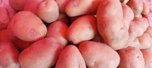 Fresh Red Potato